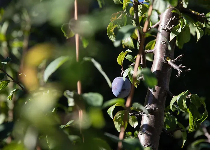 Roduit By Interhome Holiday home